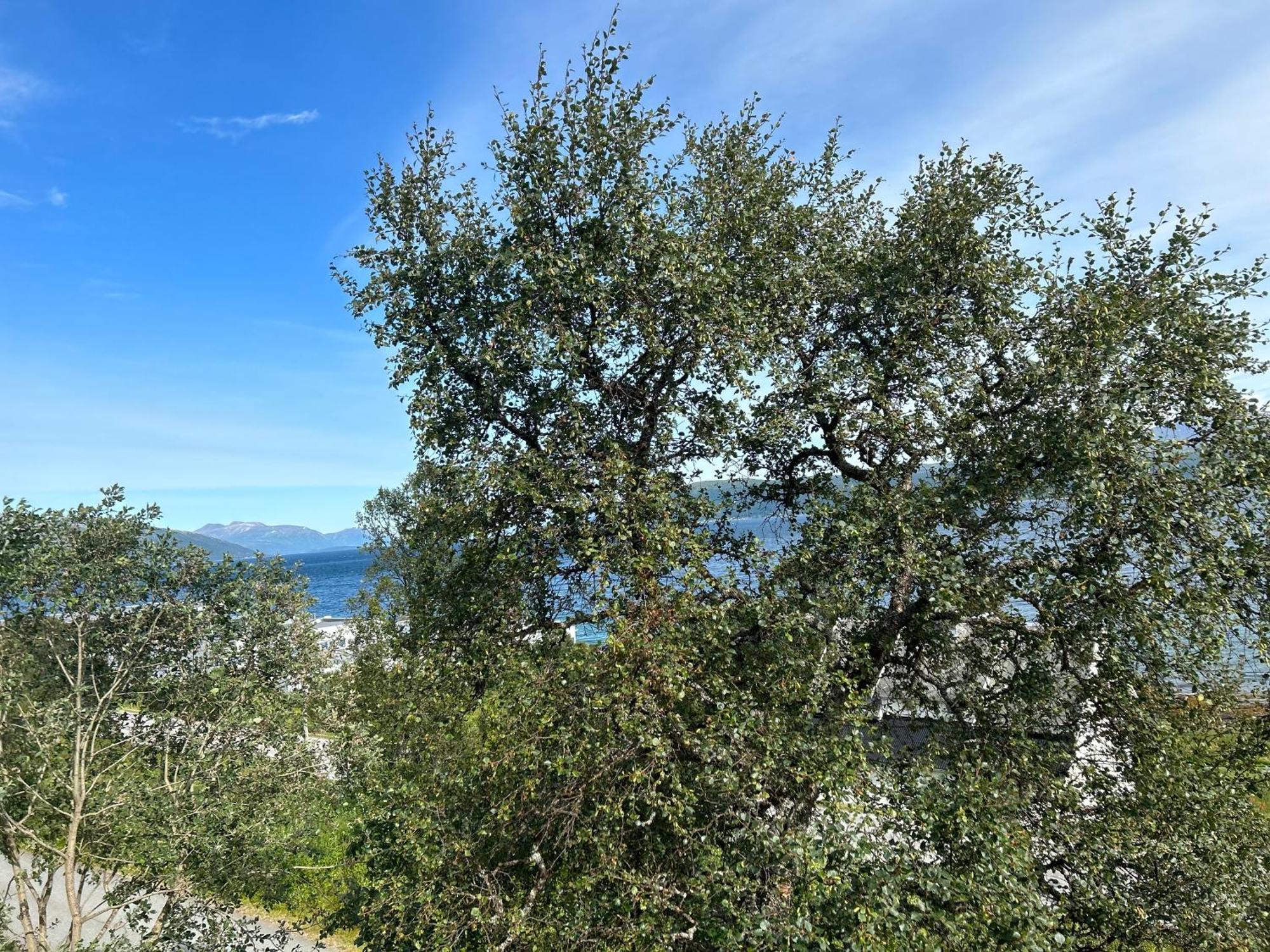 Apartment In Tromso With Sea And Mountain View Εξωτερικό φωτογραφία